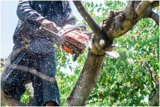 tree services Tieton